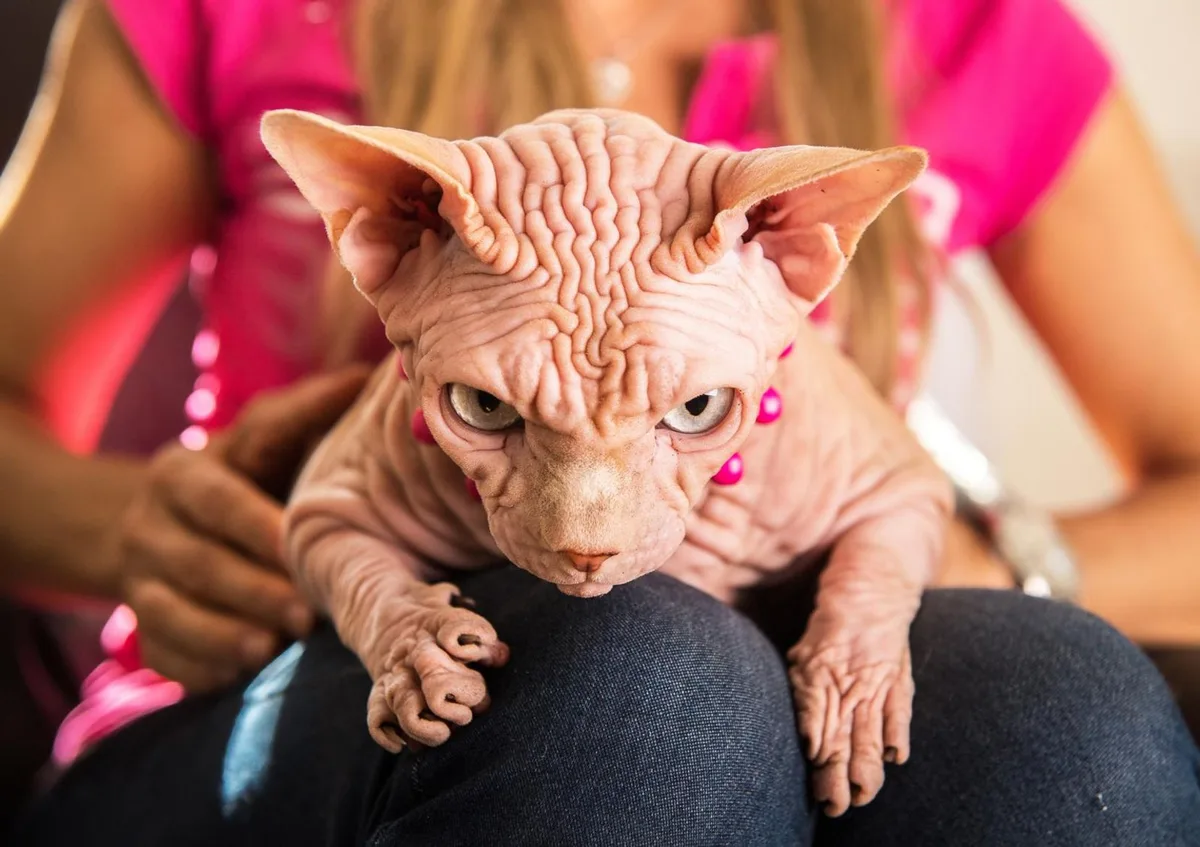 Nacktkatze Xherdan aus Rüti